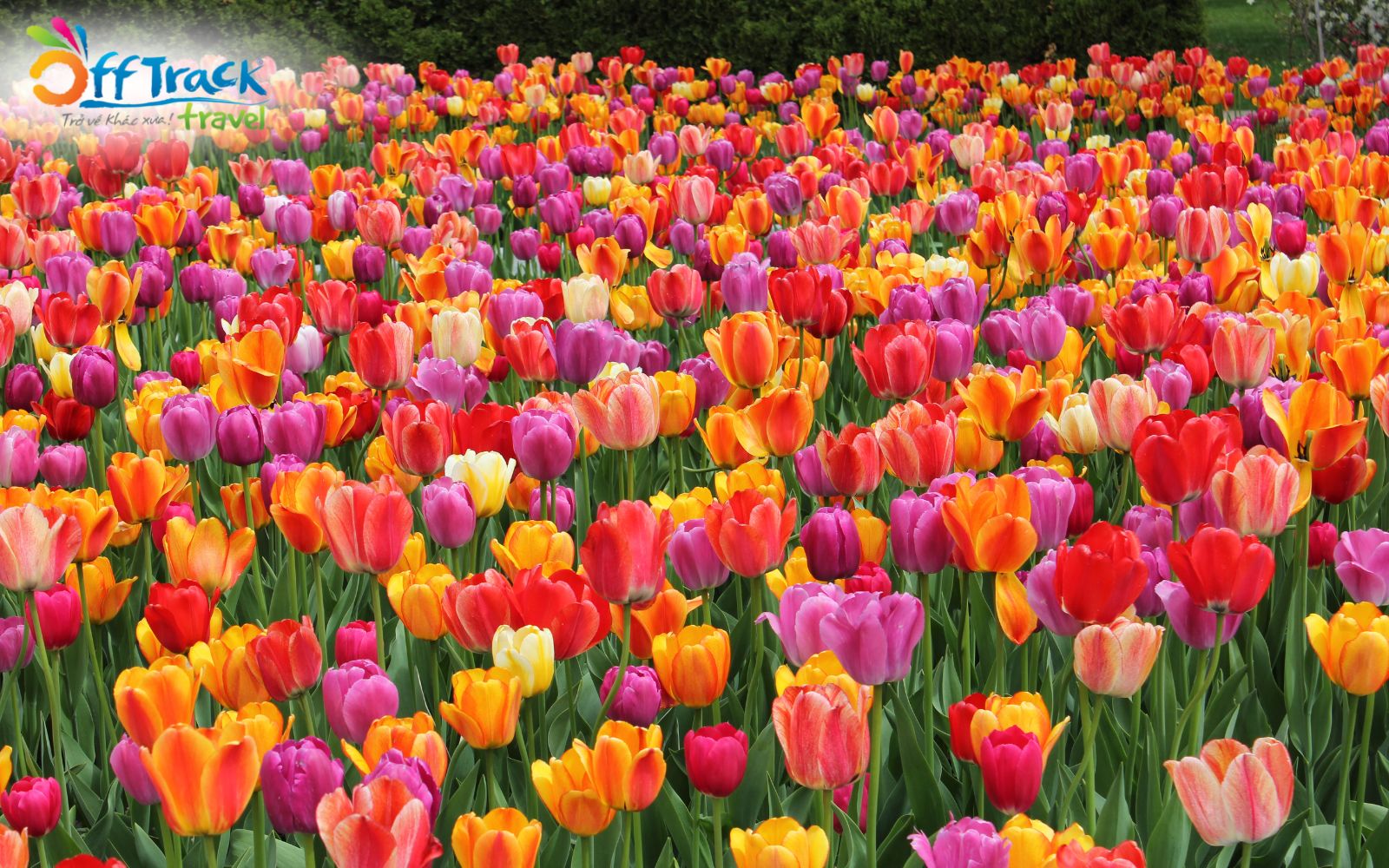 Thổ Nhĩ Kỳ là quê hương của loài Hoa Tulip