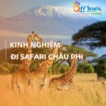 Tổng hợp kinh nghiệm đi safari châu Phi chi tiết nhất